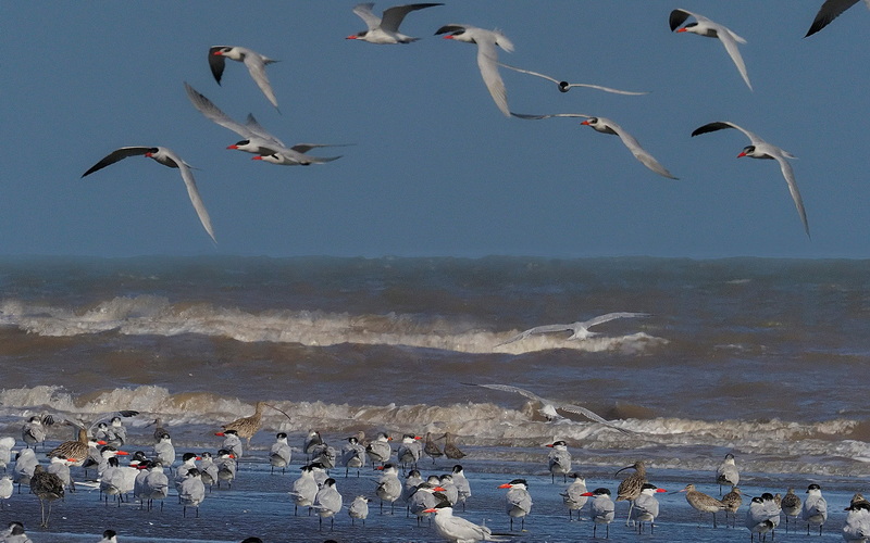 Đẩy mạnh thực thi pháp luật và tuyên truyền, phổ biến quy định pháp luật về bảo tồn các loài chim hoang dã, di cư