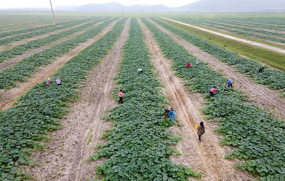 Tích tụ, tập trung ruộng đất sẽ mở thêm cơ hội tiếp cận đất đai