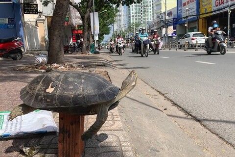 Chương trình bảo tồn các loài rùa nguy cấp của Việt Nam đến năm 2025, tầm nhìn đến năm 2030