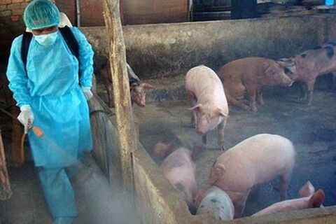 Thực hiện nhiều biện pháp xử lý môi trường hậu tiêu hủy lợn nhiễm dịch tả lợn châu Phi
