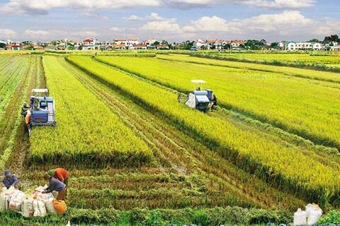 Xây dựng dự thảo Nghị định quy định về tập trung, tích tụ đất đai cho sản xuất nông nghiệp
