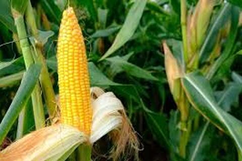 Văn bản quy phạm pháp luật do Chính phủ, Thủ tướng Chính phủ ban hành trong lĩnh vực TN&MT tháng 10 năm 2020